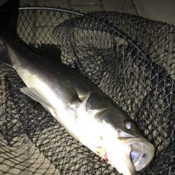 濁り。引き続きシーバス