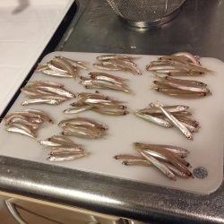 佐仲ダムでワカサギ釣り