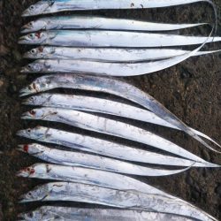 阿南市の辰巳でタチウオ好調