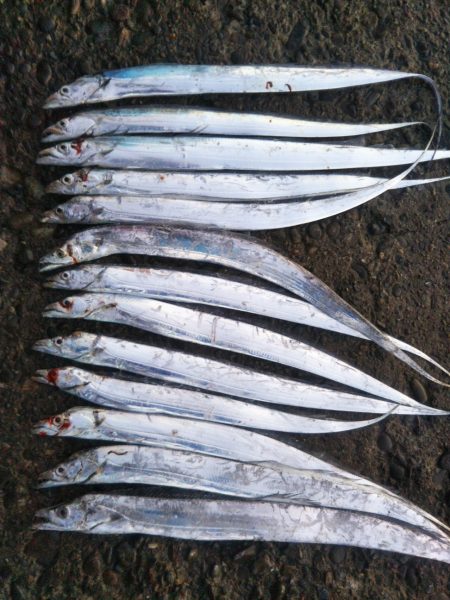 阿南市の辰巳でタチウオ好調