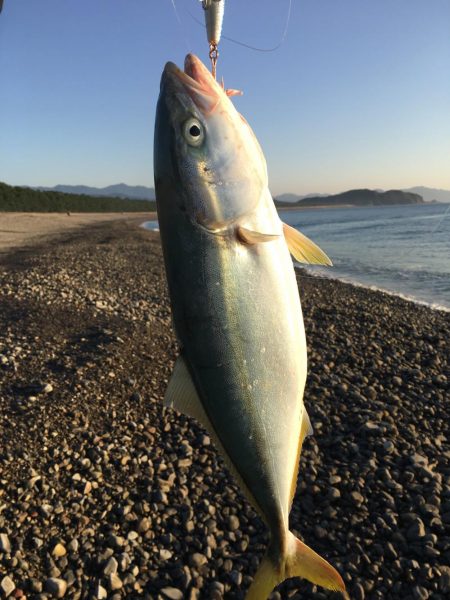 大里松原海岸 ハマチ 47cm