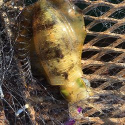 ノマセ初挑戦からの…エギング