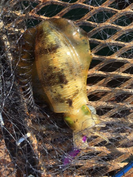 ノマセ初挑戦からの…エギング