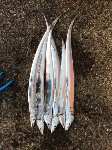 15ヒット11キャッチ したしぶりにハマチ…