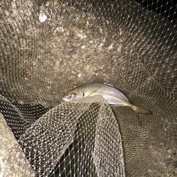 尺アジのはずが