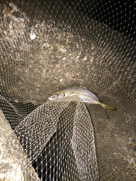 尺アジのはずが