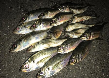 短時間釣行のつもりが...