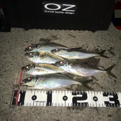 湾奥中アジ狩り