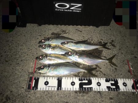 湾奥中アジ狩り