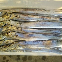 阿南市の大野突堤でタチウオとシーバス