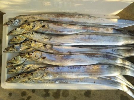 阿南市の大野突堤でタチウオとシーバス