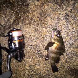 メバルの時期到来か？