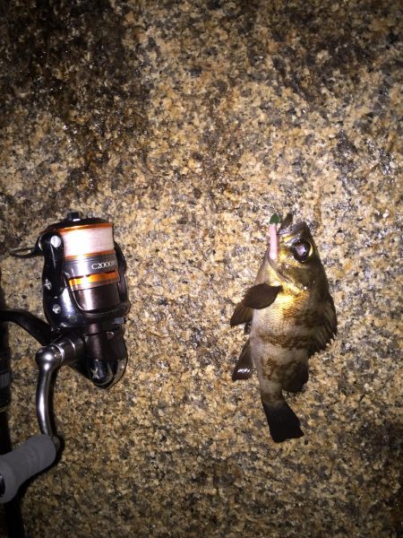 メバルの時期到来か？