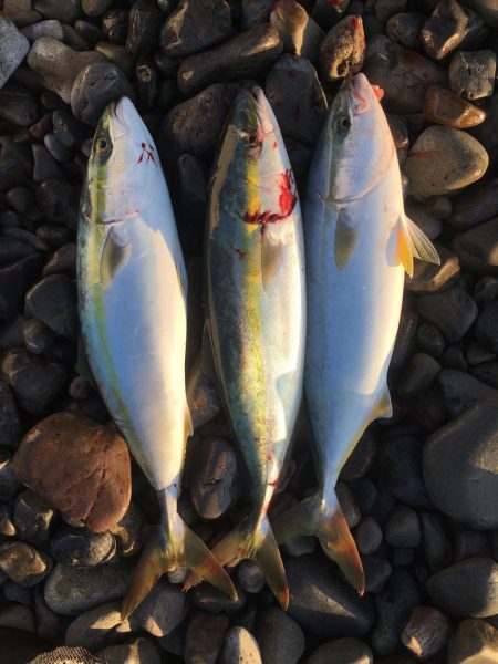 大里松原海岸 ハマチ 3匹