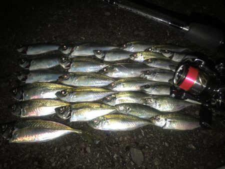 周防大島  アジング