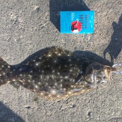 ヒラメ38cm