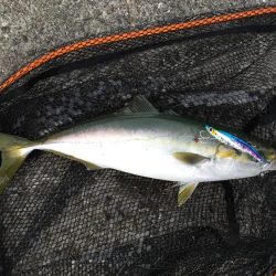 青物ボイル多数