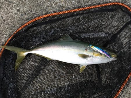 青物ボイル多数