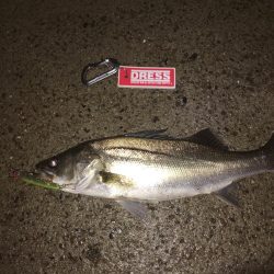 カタクチスーパーボイル！