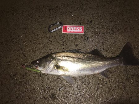 カタクチスーパーボイル！