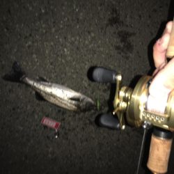 連夜の爆釣