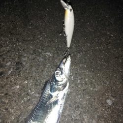 台風前にタチウオ　三連発