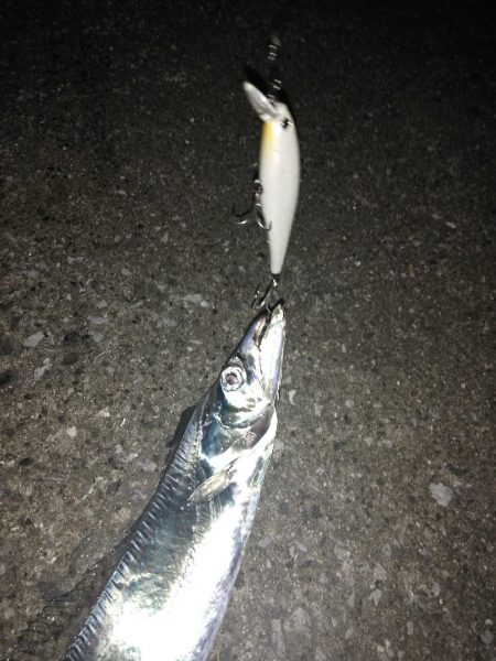 台風前にタチウオ　三連発