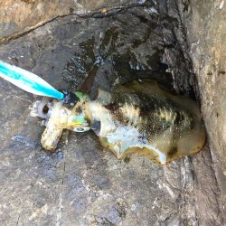 まさかの大ガッシー!