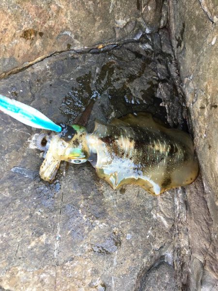 まさかの大ガッシー！