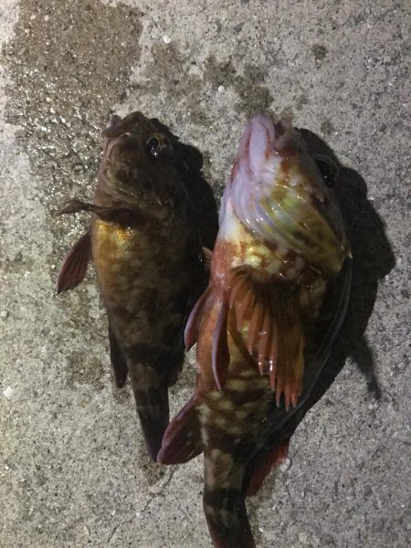 沖は惨敗、テトラは万歳