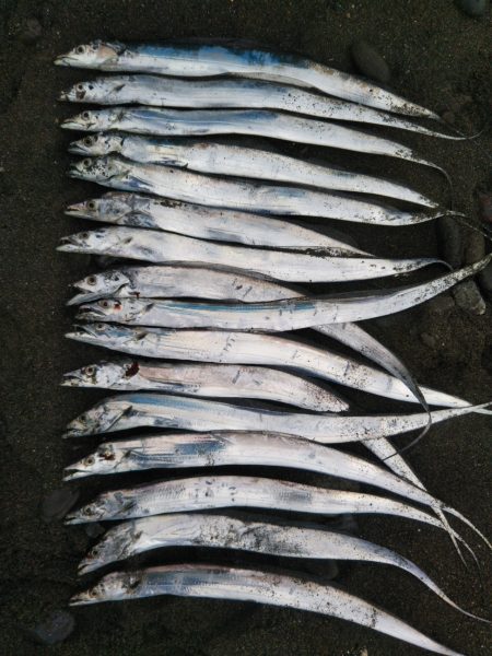 阿南市の大野突堤でタチウオ好調