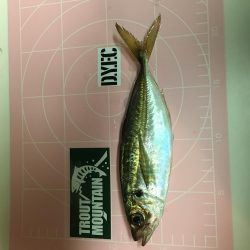 激混み！の中アジング