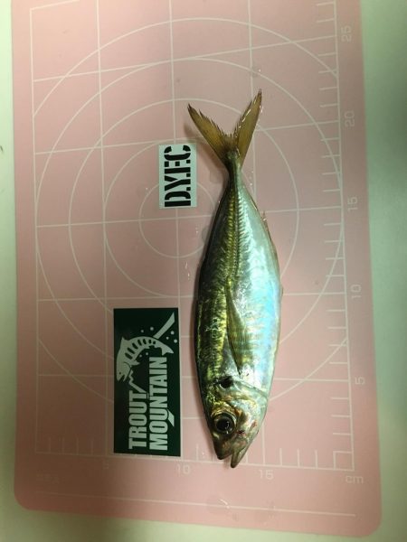 激混み！の中アジング