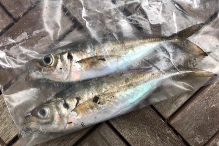 アジングの後のイナダ狙い