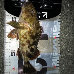 ロックフィッシュ