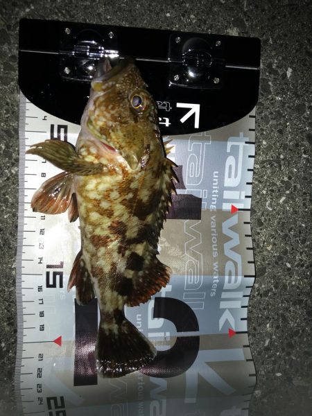 ロックフィッシュ