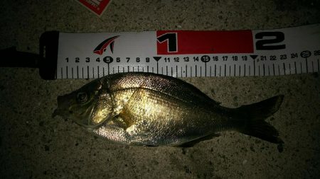 数年ぶりに貝塚港へ