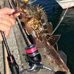 お昼からぼちぼちライトゲーム