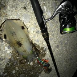 まずめエギング！