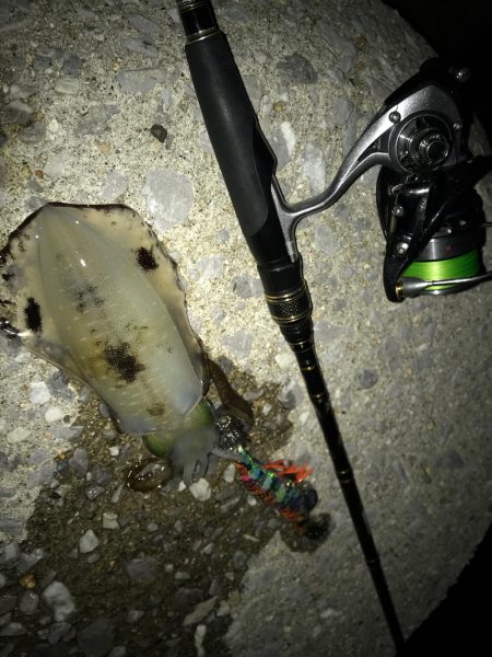 まずめエギング！