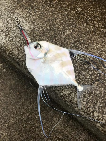 雨にも負けず( ´ ▽ ` )ﾉ