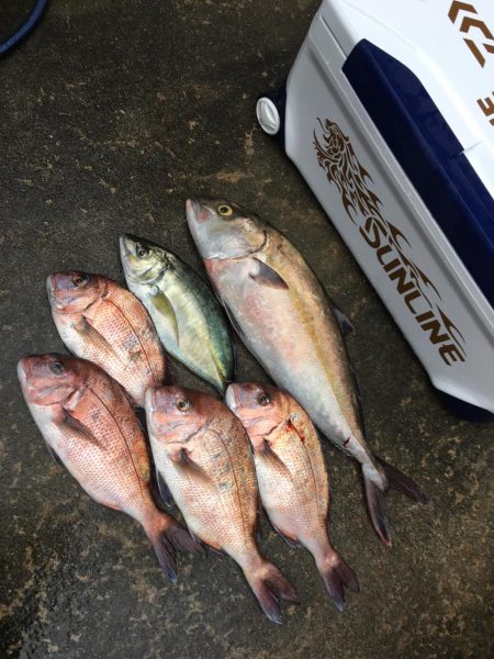 釣堀紀州での釣果です。