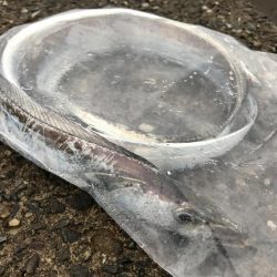 小雨の中でタチウオ