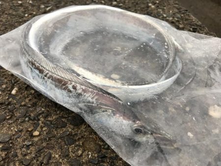 小雨の中でタチウオ