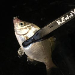 何でも入れ食い！