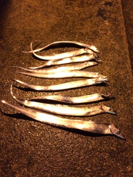 林田で太刀魚確認！