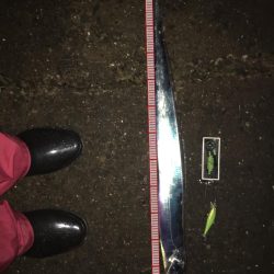 タチウオ爆釣❗️