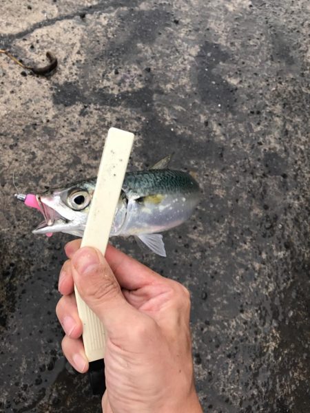 アジングからの太刀魚、のはずが…