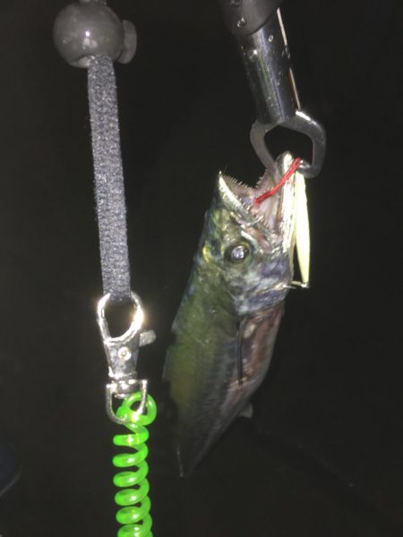 何とか朝まづめで^^;