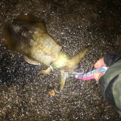 3.5号から3号にサイズダウンで数釣り成功